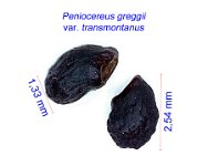 Peniocereus greggii transmontanus JM.jpg